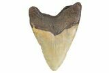 Fossil Megalodon Tooth - North Carolina #299036-2
